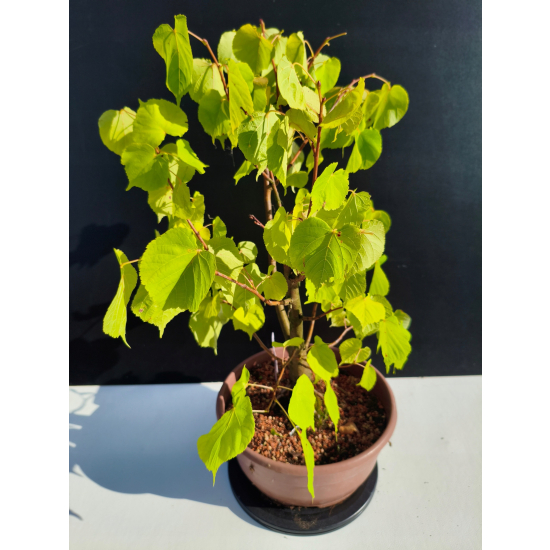 Żywe Drzewko Bonsai Lipa Drobnolistna Tilia Cordata 46cm 11-letnia 020
