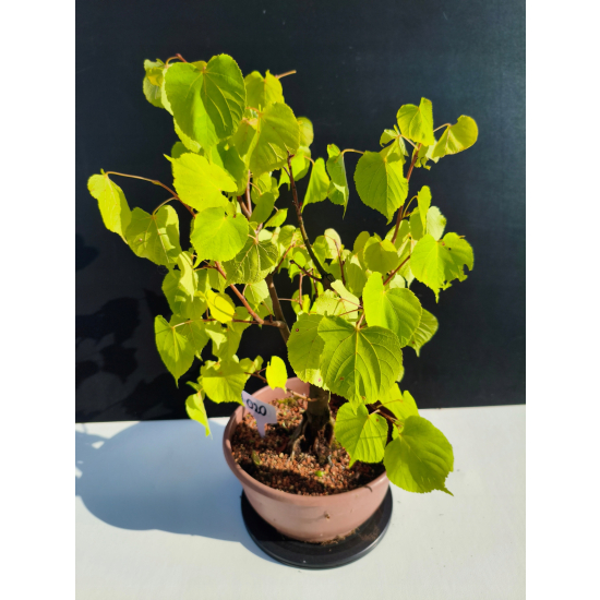 Żywe Drzewko Bonsai Lipa Drobnolistna Tilia Cordata 46cm 11-letnia 020