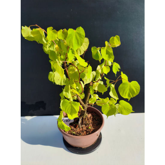 Żywe Drzewko Bonsai Lipa Drobnolistna Tilia Cordata 46cm 11-letnia 020