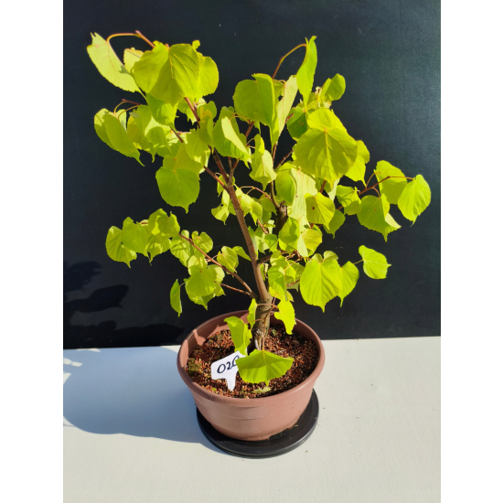 Żywe Drzewko Bonsai Lipa Drobnolistna Tilia Cordata 46cm 11-letnia 020