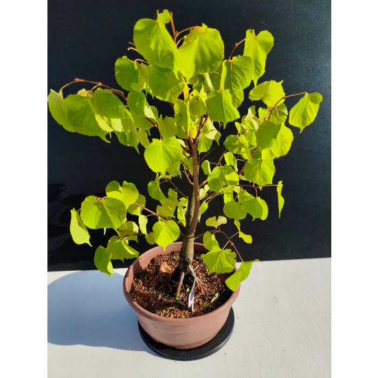 Żywe Drzewko Bonsai Lipa Drobnolistna Tilia Cordata 46cm 11-letnia 020