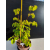 Żywe Drzewko Bonsai Lipa Drobnolistna Tilia Cordata 53cm 11-letnia 022