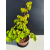 Żywe Drzewko Bonsai Lipa Drobnolistna Tilia Cordata 53cm 11-letnia 022
