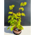Żywe Drzewko Bonsai Lipa Drobnolistna Tilia Cordata 53cm 11-letnia 022