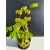 Żywe Drzewko Bonsai Lipa Drobnolistna Tilia Cordata 53cm 11-letnia 022