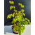 Żywe Drzewko Bonsai Lipa Drobnolistna Tilia Cordata 53cm 11-letnia 022