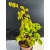 Żywe Drzewko Bonsai Lipa Drobnolistna Tilia Cordata 53cm 11-letnia 022