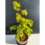 Żywe Drzewko Bonsai Lipa Drobnolistna Tilia Cordata 53cm 11-letnia 022