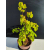 Żywe Drzewko Bonsai Lipa Drobnolistna Tilia Cordata 53cm 11-letnia 022