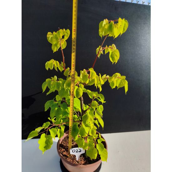 Żywe Drzewko Bonsai Lipa Drobnolistna Tilia Cordata 53cm 11-letnia 022