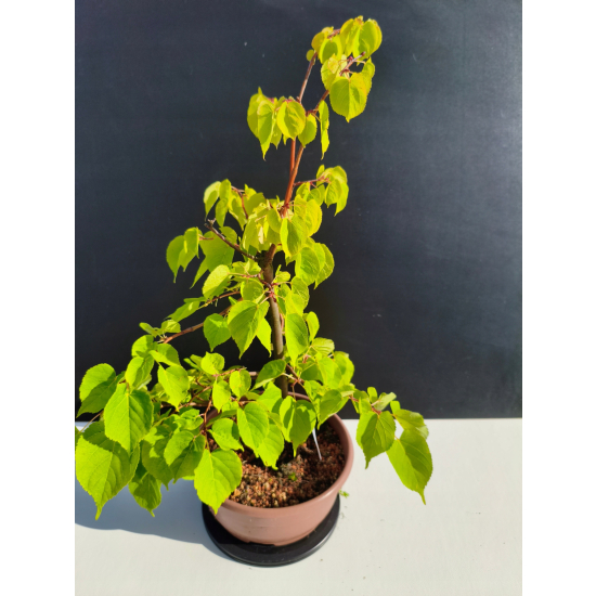 Żywe Drzewko Bonsai Lipa Drobnolistna Tilia Cordata 53cm 11-letnia 022