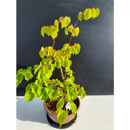 Żywe Drzewko Bonsai Lipa Drobnolistna Tilia Cordata 53cm 11-letnia 022