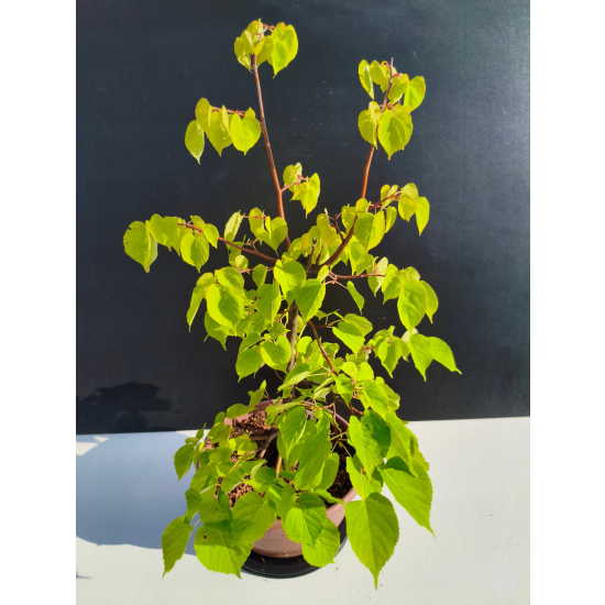 Żywe Drzewko Bonsai Lipa Drobnolistna Tilia Cordata 53cm 11-letnia 022