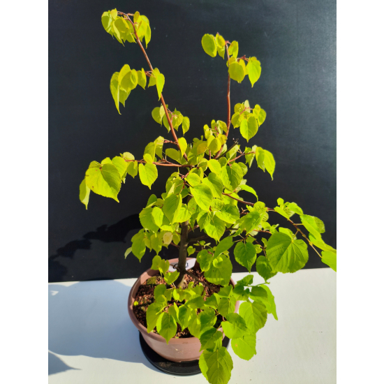 Żywe Drzewko Bonsai Lipa Drobnolistna Tilia Cordata 53cm 11-letnia 022