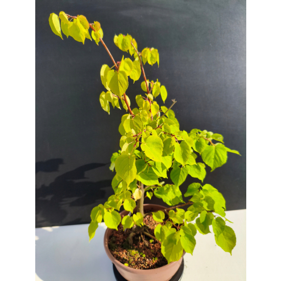 Żywe Drzewko Bonsai Lipa Drobnolistna Tilia Cordata 53cm 11-letnia 022