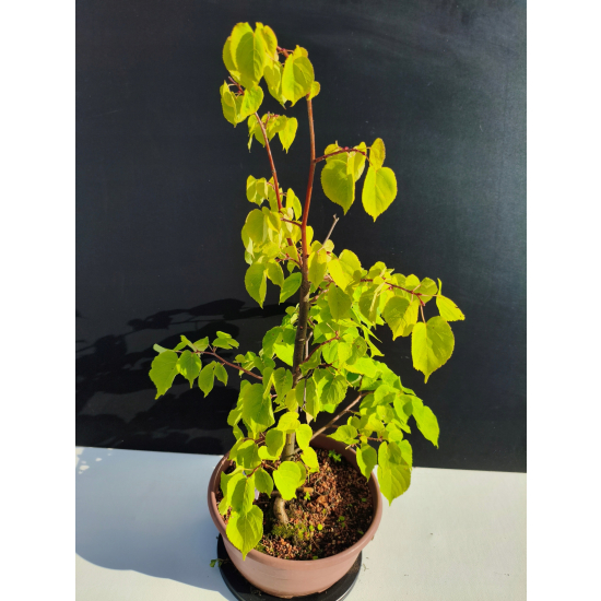 Żywe Drzewko Bonsai Lipa Drobnolistna Tilia Cordata 53cm 11-letnia 022