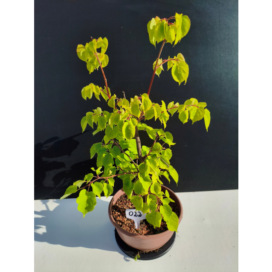 Żywe Drzewko Bonsai Lipa Drobnolistna Tilia Cordata 53cm 11-letnia 022