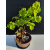 Żywe Drzewko Bonsai Lipa Drobnolistna Tilia Cordata 45cm 11-letnia 021