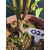 Żywe Drzewko Bonsai Lipa Drobnolistna Tilia Cordata 45cm 11-letnia 021