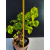 Żywe Drzewko Bonsai Lipa Drobnolistna Tilia Cordata 45cm 11-letnia 021