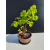 Żywe Drzewko Bonsai Lipa Drobnolistna Tilia Cordata 45cm 11-letnia 021