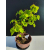 Żywe Drzewko Bonsai Lipa Drobnolistna Tilia Cordata 45cm 11-letnia 021