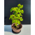 Żywe Drzewko Bonsai Lipa Drobnolistna Tilia Cordata 45cm 11-letnia 021