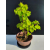 Żywe Drzewko Bonsai Lipa Drobnolistna Tilia Cordata 45cm 11-letnia 021