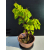 Żywe Drzewko Bonsai Lipa Drobnolistna Tilia Cordata 45cm 11-letnia 021
