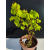 Żywe Drzewko Bonsai Lipa Drobnolistna Tilia Cordata 45cm 11-letnia 021