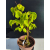 Żywe Drzewko Bonsai Lipa Drobnolistna Tilia Cordata 45cm 11-letnia 021