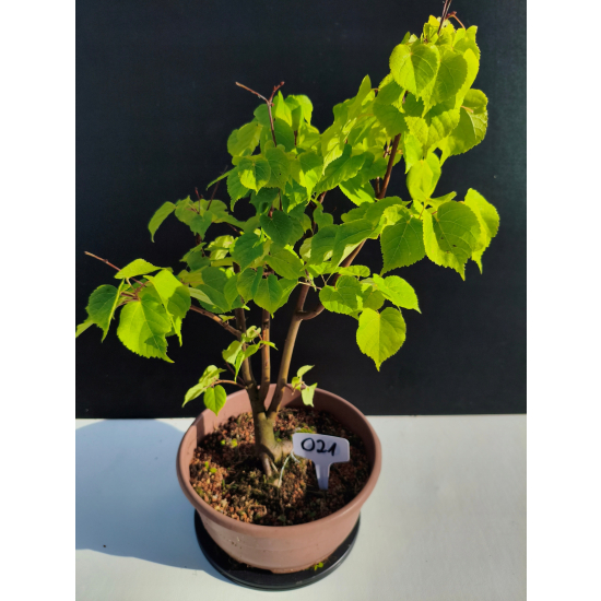 Żywe Drzewko Bonsai Lipa Drobnolistna Tilia Cordata 45cm 11-letnia 021