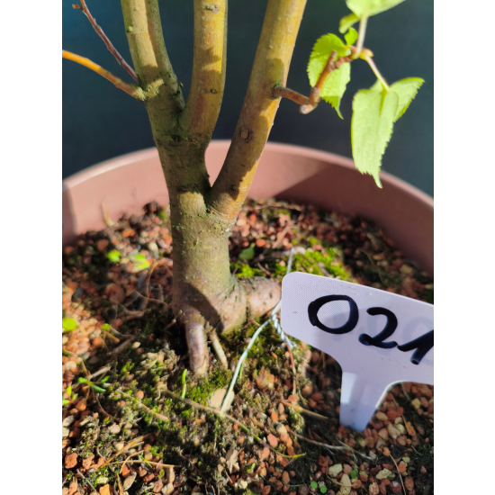 Żywe Drzewko Bonsai Lipa Drobnolistna Tilia Cordata 45cm 11-letnia 021