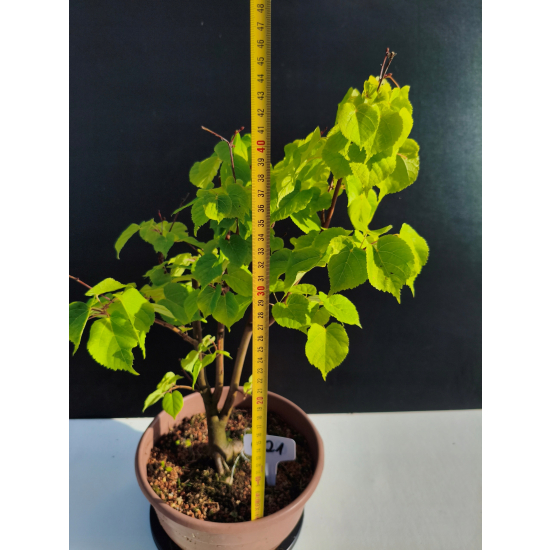 Żywe Drzewko Bonsai Lipa Drobnolistna Tilia Cordata 45cm 11-letnia 021