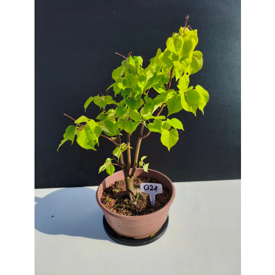 Żywe Drzewko Bonsai Lipa Drobnolistna Tilia Cordata 45cm 11-letnia 021