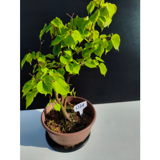 Żywe Drzewko Bonsai Lipa Drobnolistna Tilia Cordata 45cm 11-letnia 021