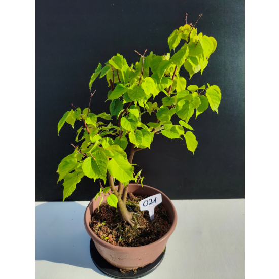 Żywe Drzewko Bonsai Lipa Drobnolistna Tilia Cordata 45cm 11-letnia 021