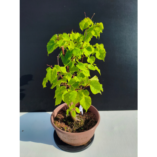 Żywe Drzewko Bonsai Lipa Drobnolistna Tilia Cordata 45cm 11-letnia 021