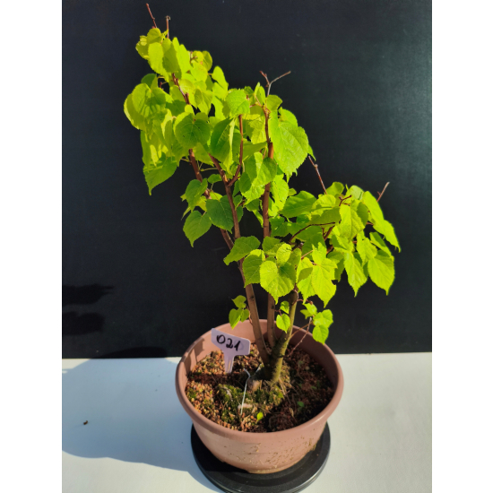Żywe Drzewko Bonsai Lipa Drobnolistna Tilia Cordata 45cm 11-letnia 021