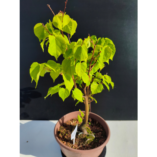 Żywe Drzewko Bonsai Lipa Drobnolistna Tilia Cordata 45cm 11-letnia 021