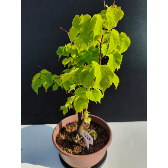 Żywe Drzewko Bonsai Lipa Drobnolistna Tilia Cordata 45cm 11-letnia 021