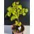 Żywe Drzewko Bonsai Lipa Drobnolistna Tilia Cordata 44cm 11-letnia 024
