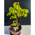 Żywe Drzewko Bonsai Lipa Drobnolistna Tilia Cordata 44cm 11-letnia 024