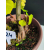 Żywe Drzewko Bonsai Lipa Drobnolistna Tilia Cordata 44cm 11-letnia 024