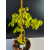 Żywe Drzewko Bonsai Lipa Drobnolistna Tilia Cordata 44cm 11-letnia 024