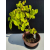 Żywe Drzewko Bonsai Lipa Drobnolistna Tilia Cordata 44cm 11-letnia 024