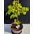 Żywe Drzewko Bonsai Lipa Drobnolistna Tilia Cordata 44cm 11-letnia 024
