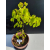 Żywe Drzewko Bonsai Lipa Drobnolistna Tilia Cordata 44cm 11-letnia 024