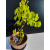 Żywe Drzewko Bonsai Lipa Drobnolistna Tilia Cordata 44cm 11-letnia 024