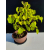 Żywe Drzewko Bonsai Lipa Drobnolistna Tilia Cordata 44cm 11-letnia 024
